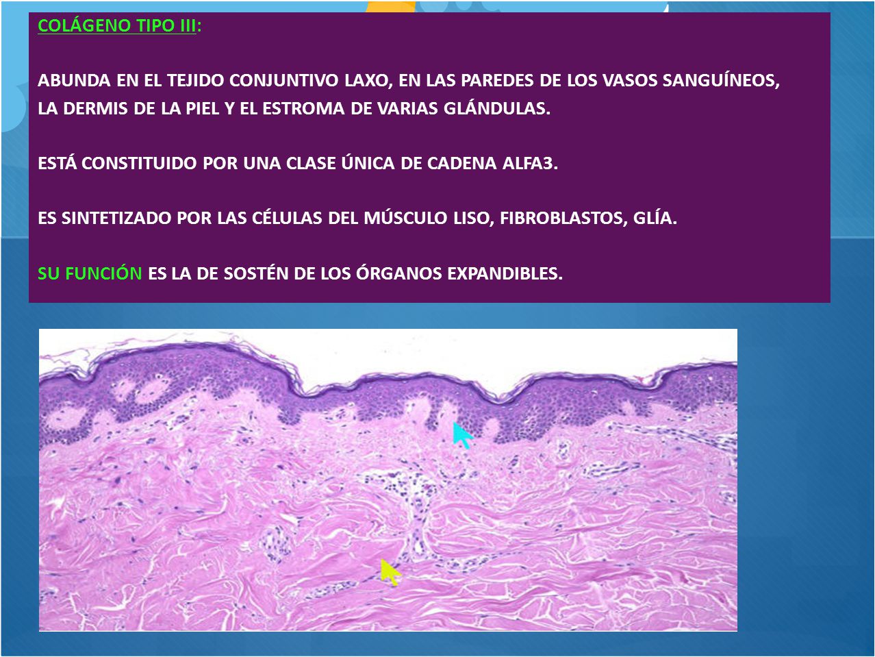 COLÁGENO TIPO III: ABUNDA EN EL TEJIDO CONJUNTIVO LAXO, EN LAS PAREDES DE LOS VASOS SANGUÍNEOS,