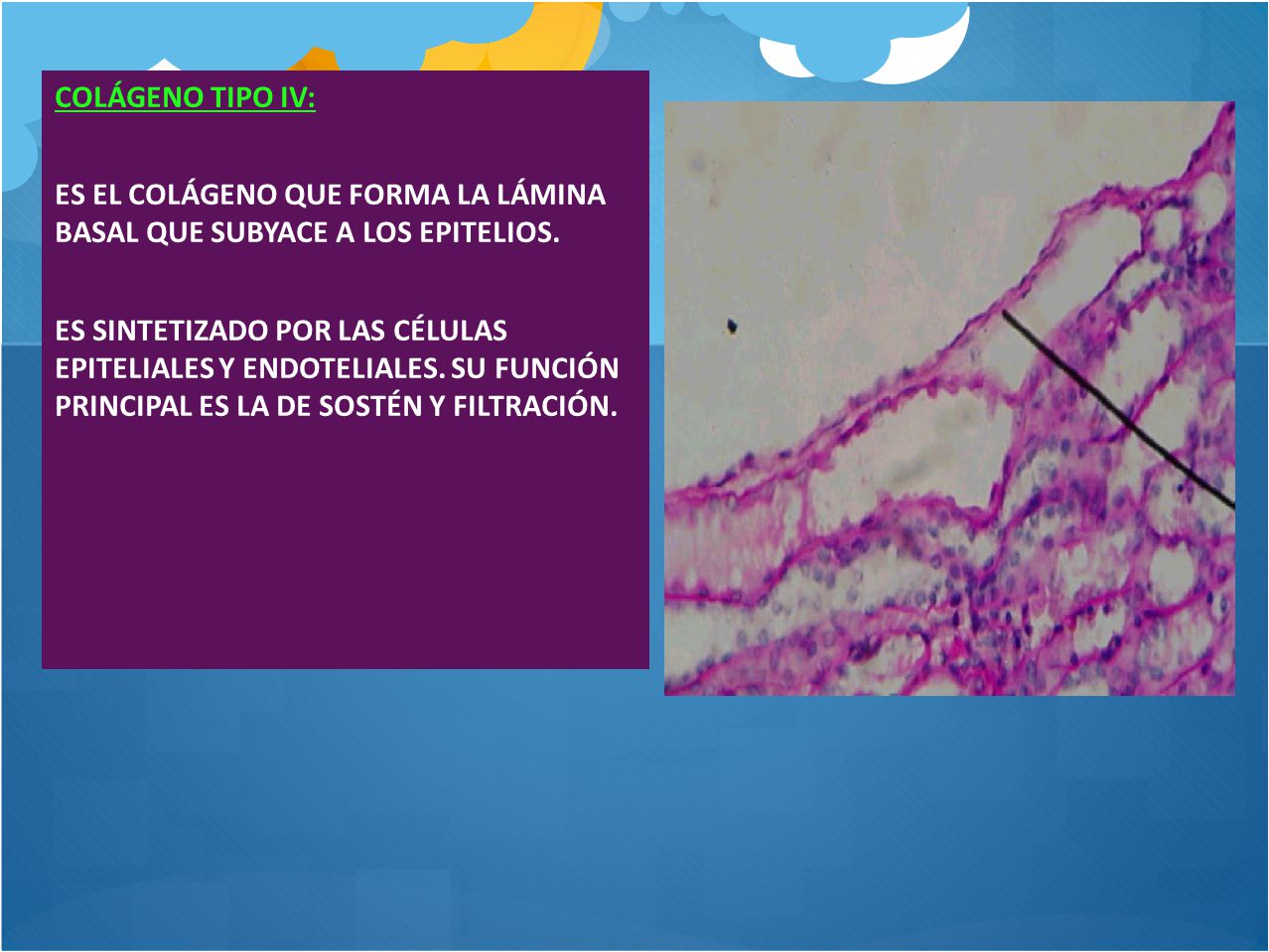 COLÁGENO TIPO IV: ES EL COLÁGENO QUE FORMA LA LÁMINA BASAL QUE SUBYACE A LOS EPITELIOS.