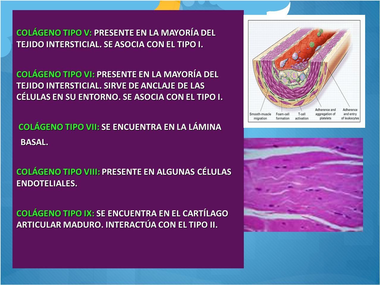 COLÁGENO TIPO V: PRESENTE EN LA MAYORÍA DEL TEJIDO INTERSTICIAL