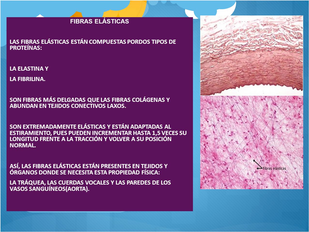 LAS FIBRAS ELÁSTICAS ESTÁN COMPUESTAS PORDOS TIPOS DE PROTEÍNAS: