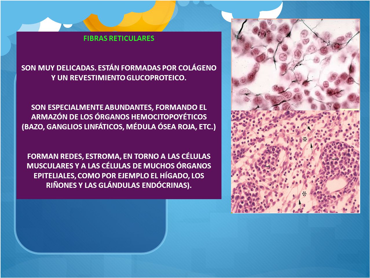 FIBRAS RETICULARES SON MUY DELICADAS. ESTÁN FORMADAS POR COLÁGENO Y UN REVESTIMIENTO GLUCOPROTEICO.