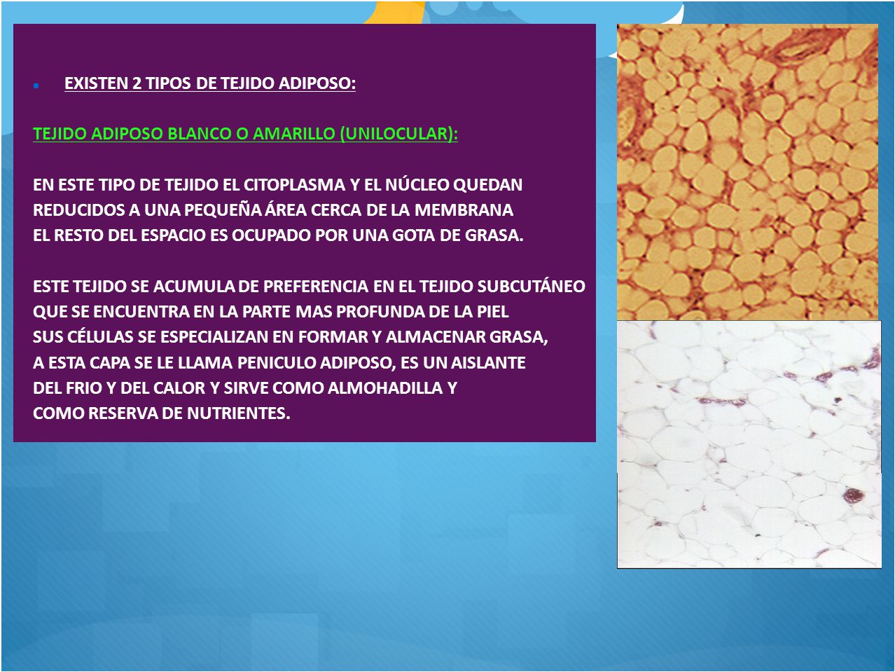 EXISTEN 2 TIPOS DE TEJIDO ADIPOSO: