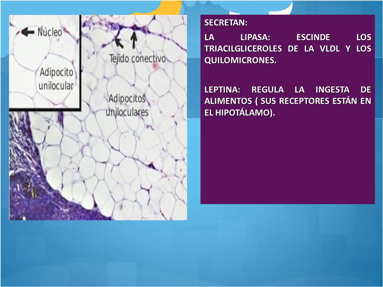 SECRETAN: LA LIPASA: ESCINDE LOS TRIACILGLICEROLES DE LA VLDL Y LOS QUILOMICRONES.