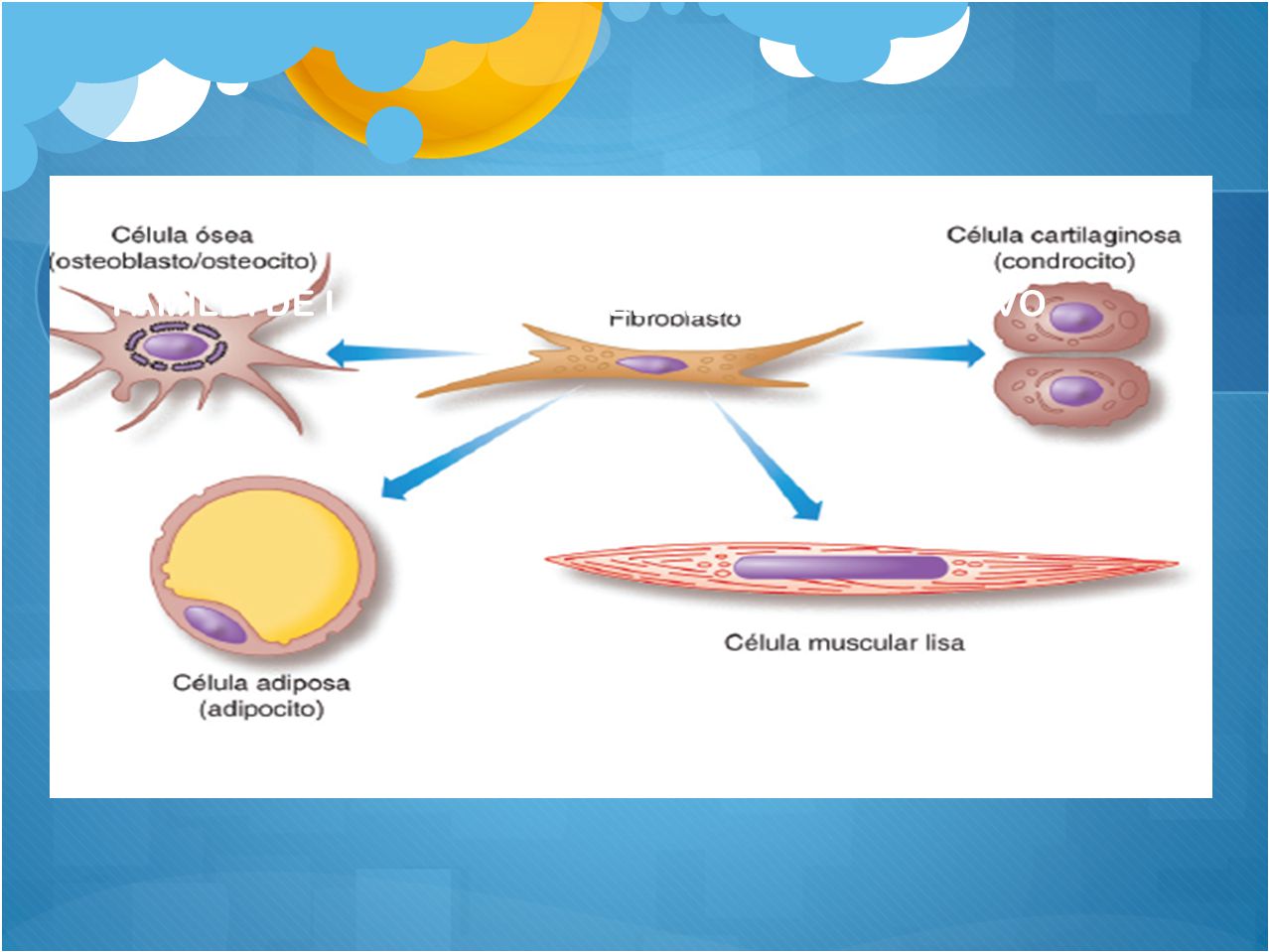 FAMILIA DE LAS CELULAS DEL TEJIDO CONJUNTIVO