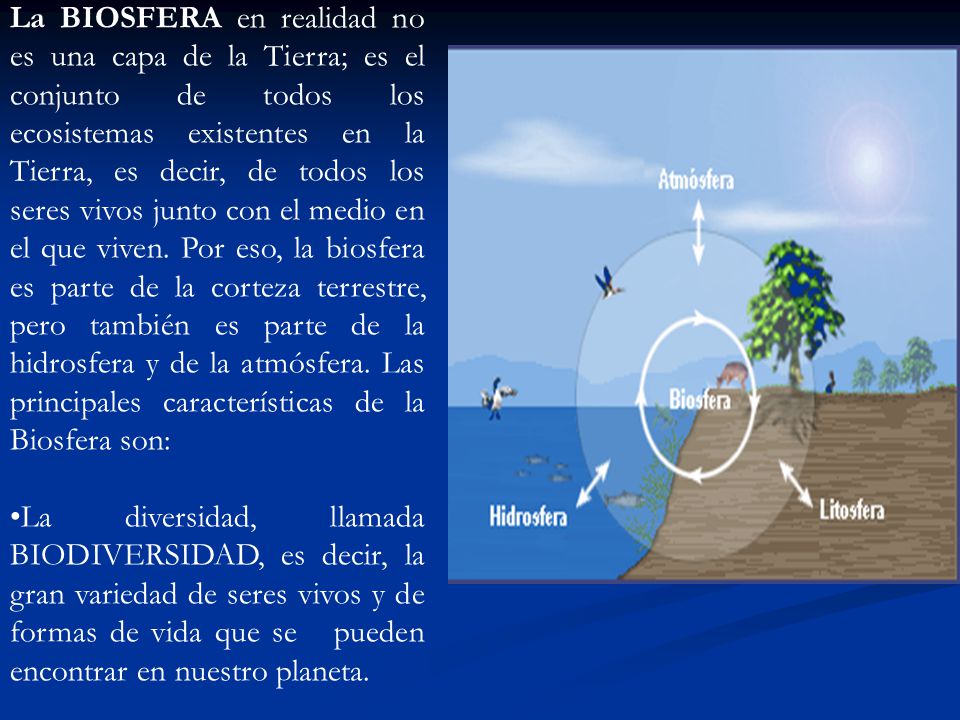 La BIOSFERA en realidad no es una capa de la Tierra; es el conjunto de todos los ecosistemas existentes en la Tierra, es decir, de todos los seres vivos junto con el medio en el que viven. Por eso, la biosfera es parte de la corteza terrestre, pero también es parte de la hidrosfera y de la atmósfera. Las principales características de la Biosfera son: