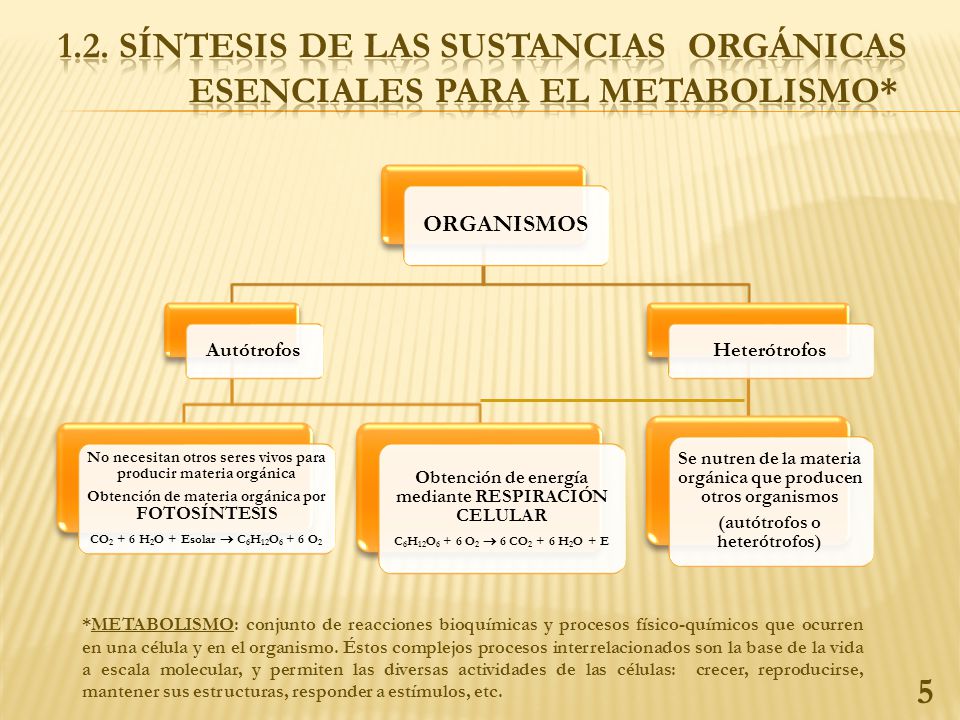 1.2. SÍNTESIS DE LAS SUSTANCIAS ORGÁNICAS ESENCIALES PARA EL METABOLISMO*