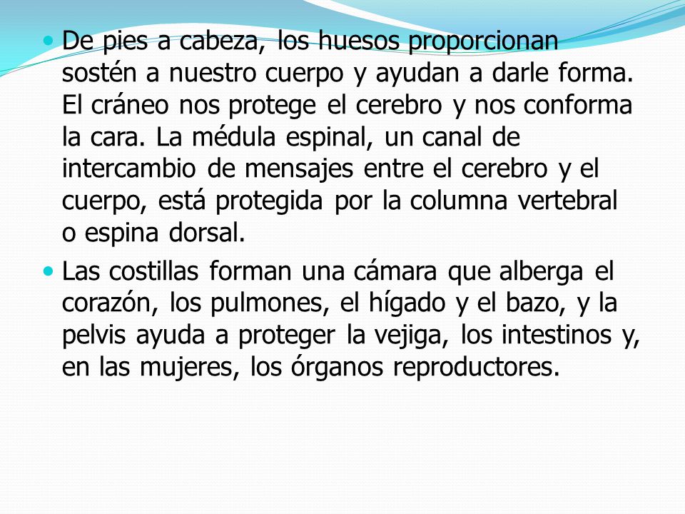 De pies a cabeza, los huesos proporcionan sostén a nuestro cuerpo y ayudan a darle forma. El cráneo nos protege el cerebro y nos conforma la cara. La médula espinal, un canal de intercambio de mensajes entre el cerebro y el cuerpo, está protegida por la columna vertebral o espina dorsal.