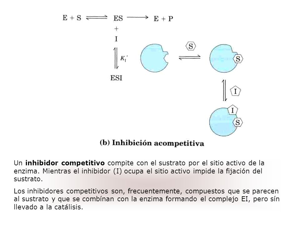 Un inhibidor competitivo compite con el sustrato por el sitio activo de la enzima. Mientras el inhibidor (I) ocupa el sitio activo impide la fijación del sustrato.