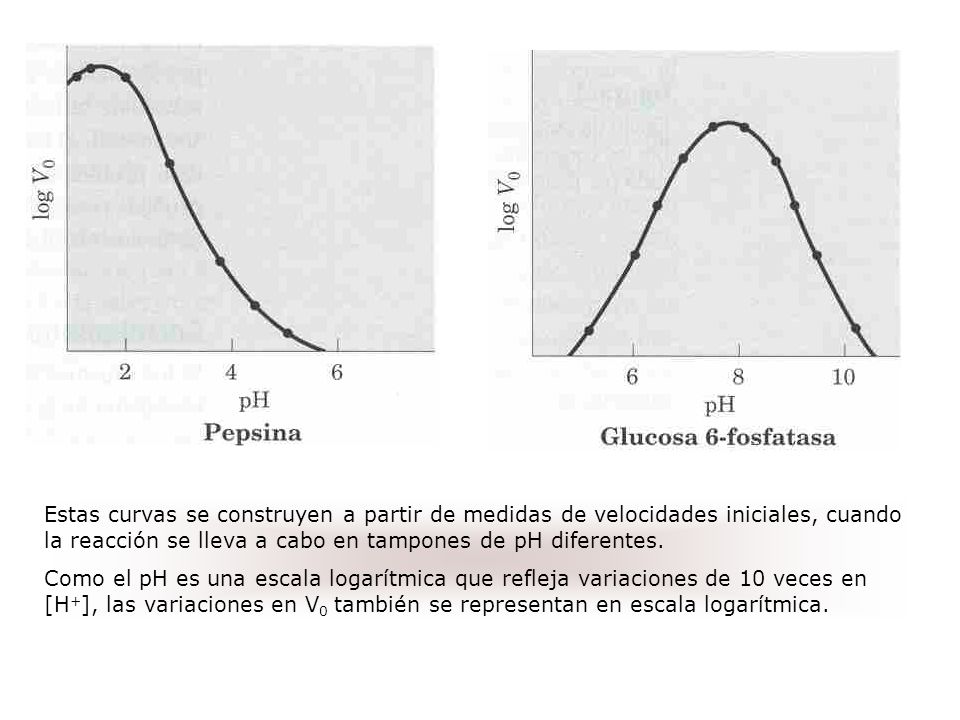 Estas curvas se construyen a partir de medidas de velocidades iniciales, cuando la reacción se lleva a cabo en tampones de pH diferentes.