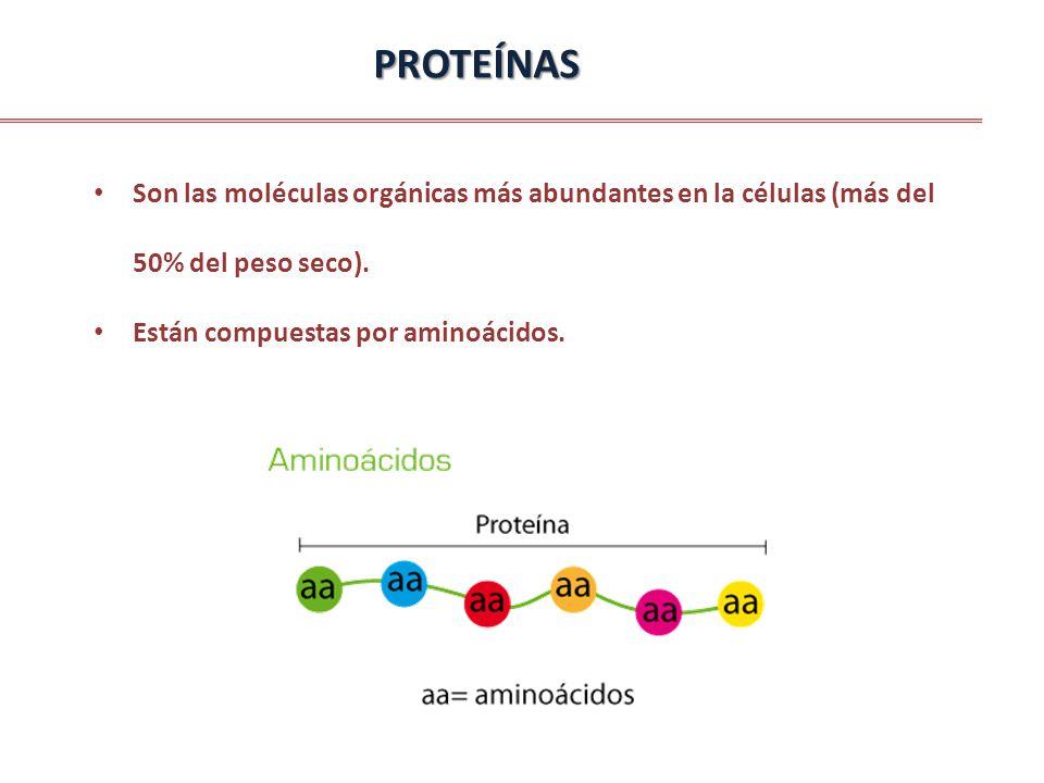 PROTEÍNAS Son las moléculas orgánicas más abundantes en la células (más del 50% del peso seco).