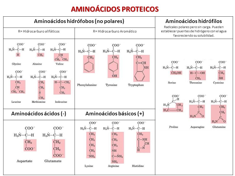 AMINOÁCIDOS PROTEICOS