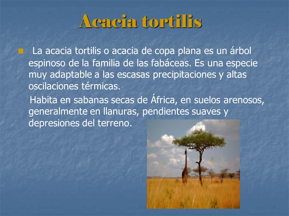 Acacia tortilis