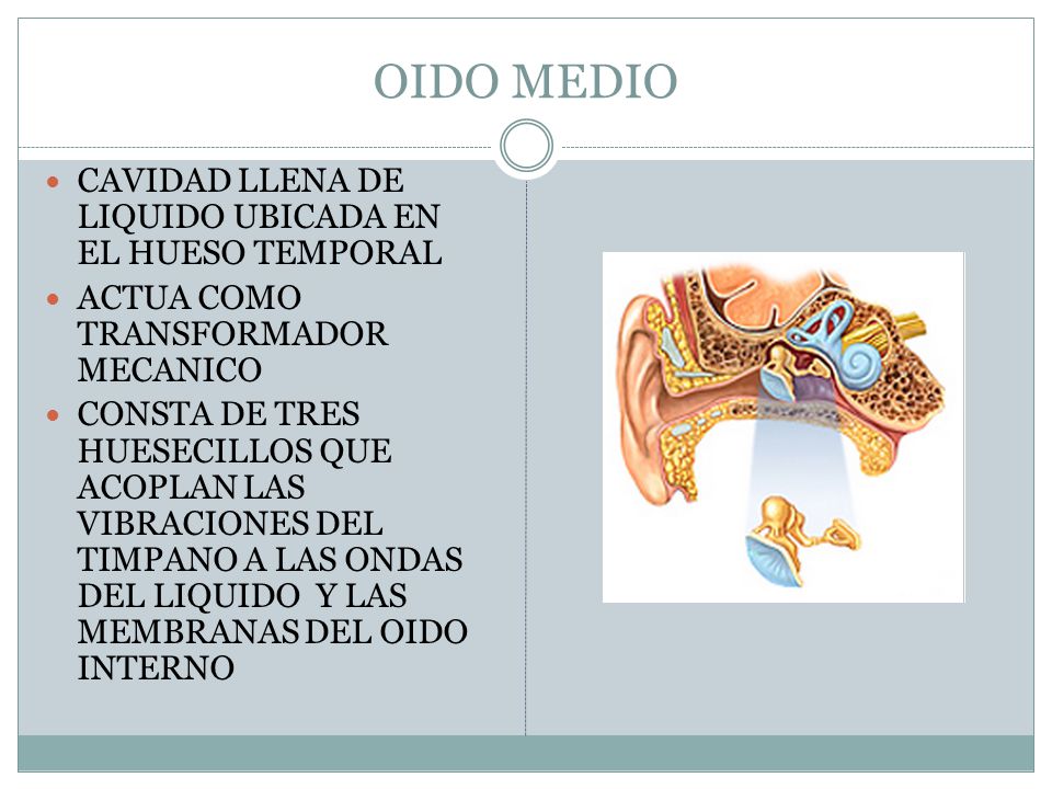 OIDO MEDIO CAVIDAD LLENA DE LIQUIDO UBICADA EN EL HUESO TEMPORAL