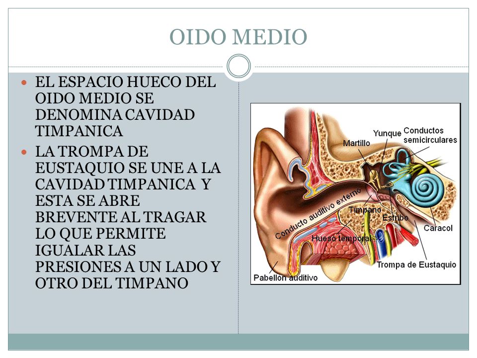 OIDO MEDIO EL ESPACIO HUECO DEL OIDO MEDIO SE DENOMINA CAVIDAD TIMPANICA.