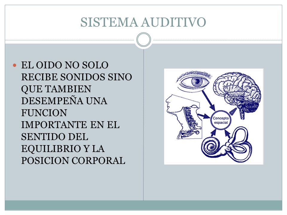 SISTEMA AUDITIVO EL OIDO NO SOLO RECIBE SONIDOS SINO QUE TAMBIEN DESEMPEÑA UNA FUNCION IMPORTANTE EN EL SENTIDO DEL EQUILIBRIO Y LA POSICION CORPORAL.