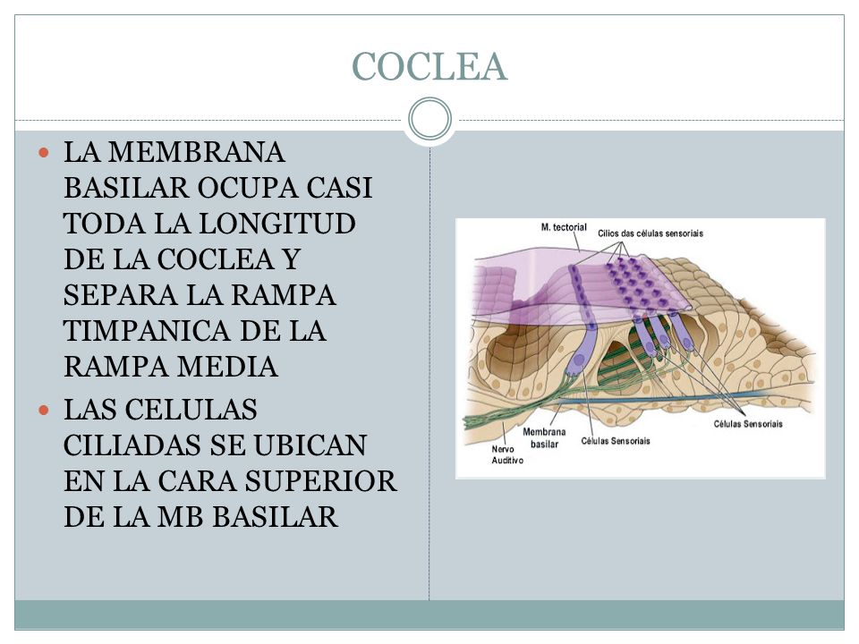 COCLEA LA MEMBRANA BASILAR OCUPA CASI TODA LA LONGITUD DE LA COCLEA Y SEPARA LA RAMPA TIMPANICA DE LA RAMPA MEDIA.