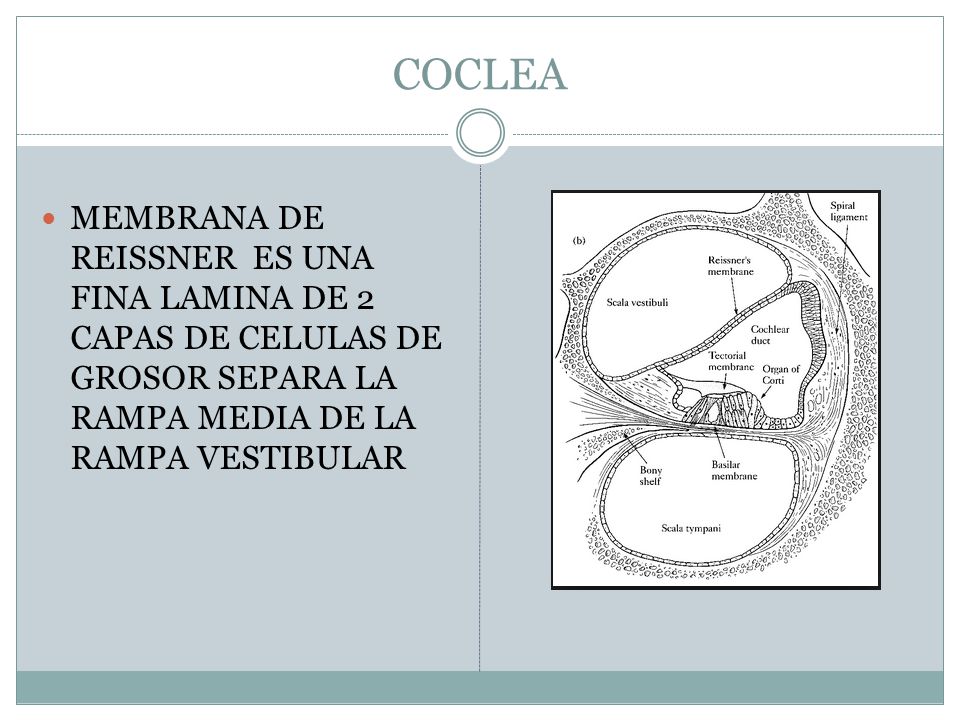 COCLEA MEMBRANA DE REISSNER ES UNA FINA LAMINA DE 2 CAPAS DE CELULAS DE GROSOR SEPARA LA RAMPA MEDIA DE LA RAMPA VESTIBULAR.