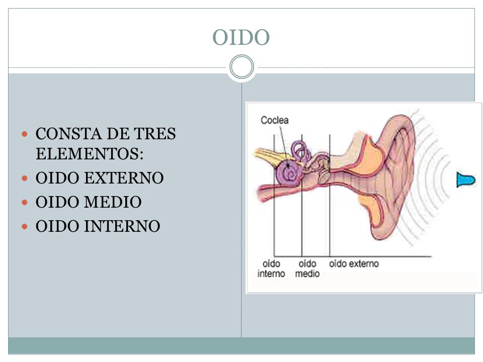OIDO CONSTA DE TRES ELEMENTOS: OIDO EXTERNO OIDO MEDIO OIDO INTERNO