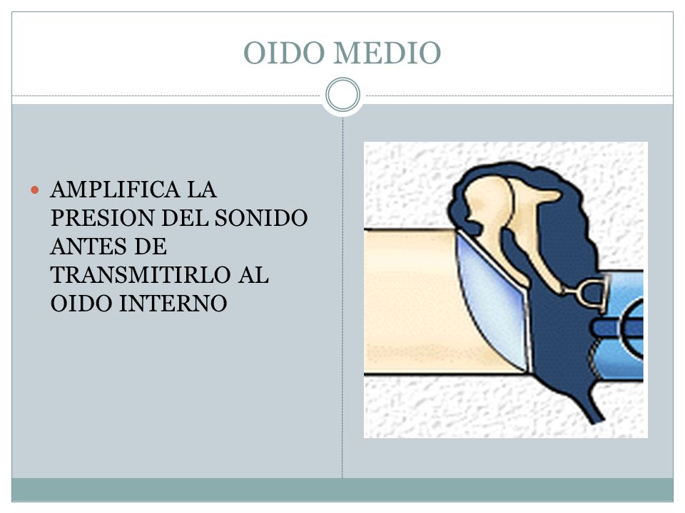 OIDO MEDIO AMPLIFICA LA PRESION DEL SONIDO ANTES DE TRANSMITIRLO AL OIDO INTERNO