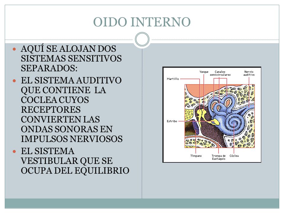 OIDO INTERNO AQUÍ SE ALOJAN DOS SISTEMAS SENSITIVOS SEPARADOS: