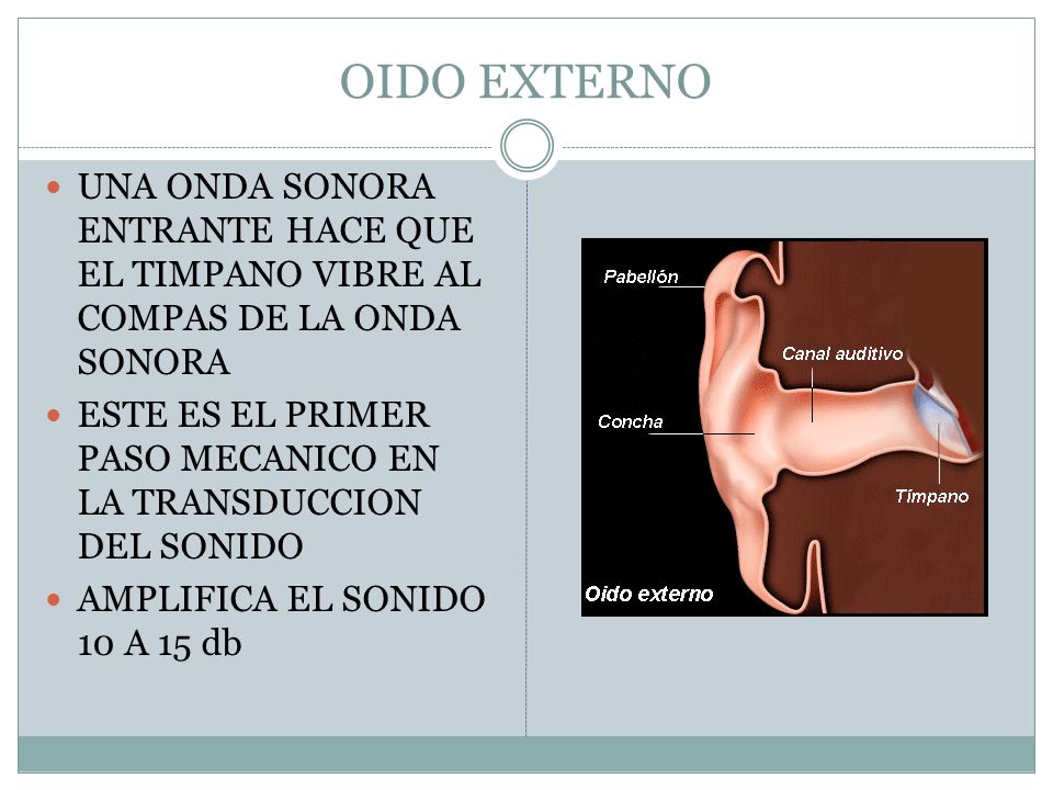 OIDO EXTERNO UNA ONDA SONORA ENTRANTE HACE QUE EL TIMPANO VIBRE AL COMPAS DE LA ONDA SONORA.