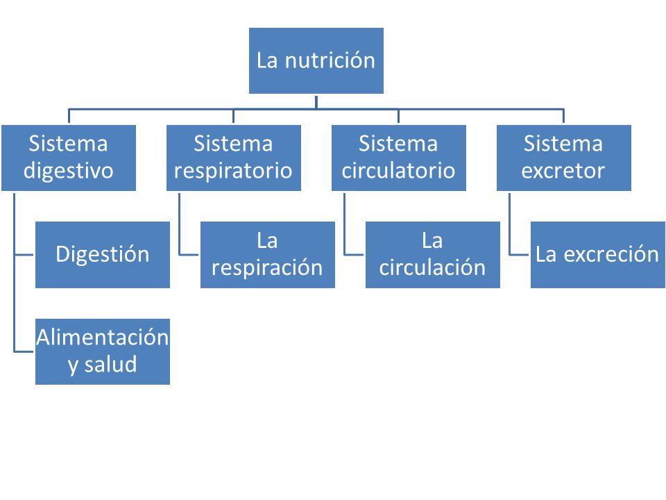 La nutrición Sistema digestivo. Digestión. Alimentación y salud. Sistema respiratorio. La respiración.