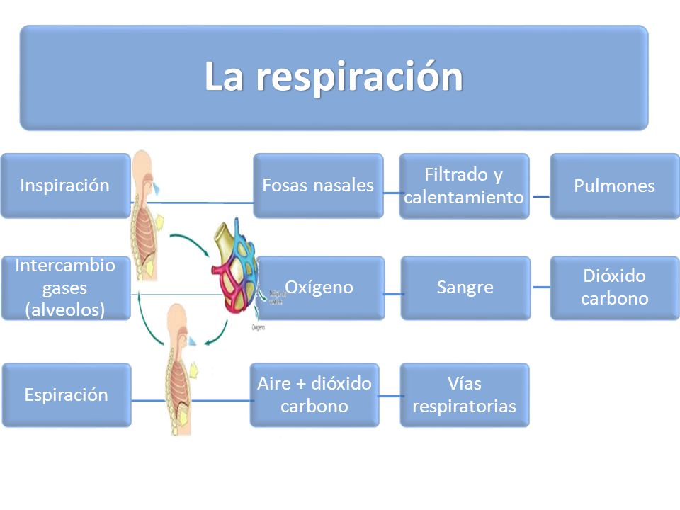 La respiración Inspiración Fosas nasales Filtrado y calentamiento