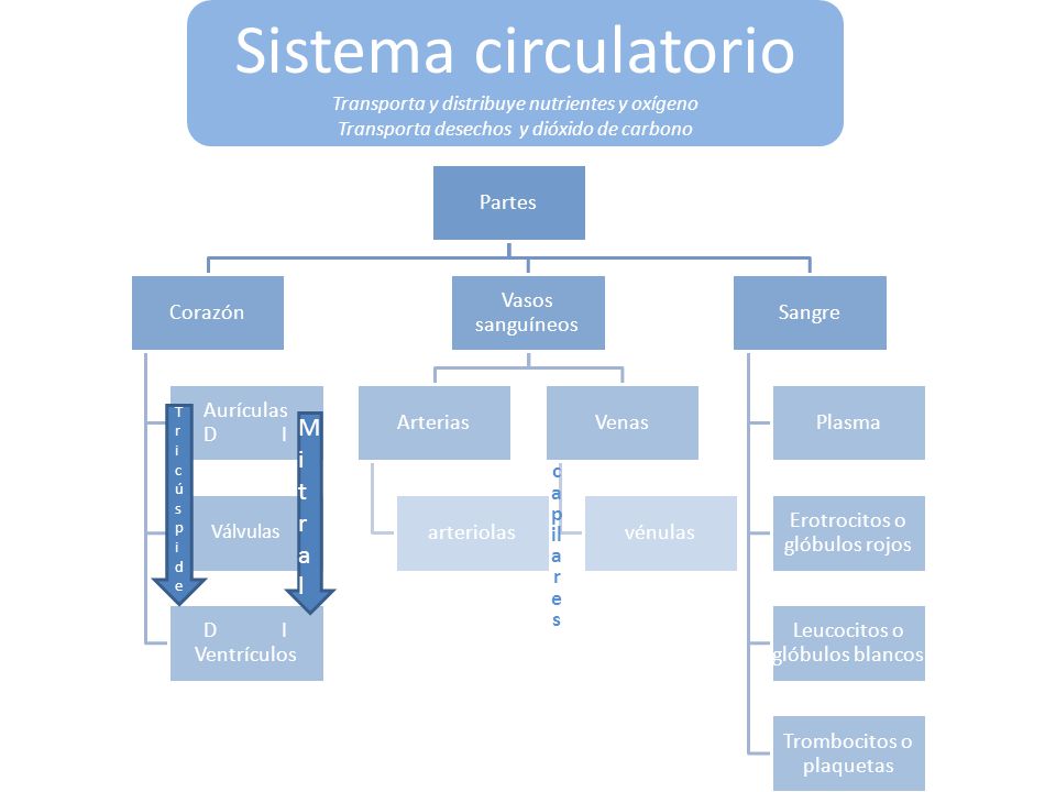Sistema circulatorio Mitral Partes Corazón Aurículas D I
