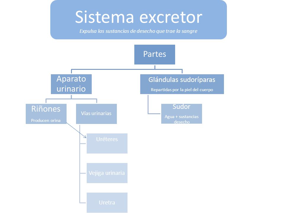 Sistema excretor Partes Aparato urinario Riñones Glándulas sudoríparas