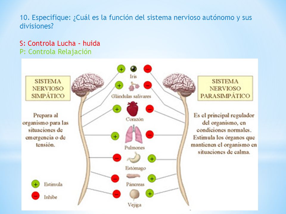 10. Especifique: ¿Cuál es la función del sistema nervioso autónomo y sus divisiones