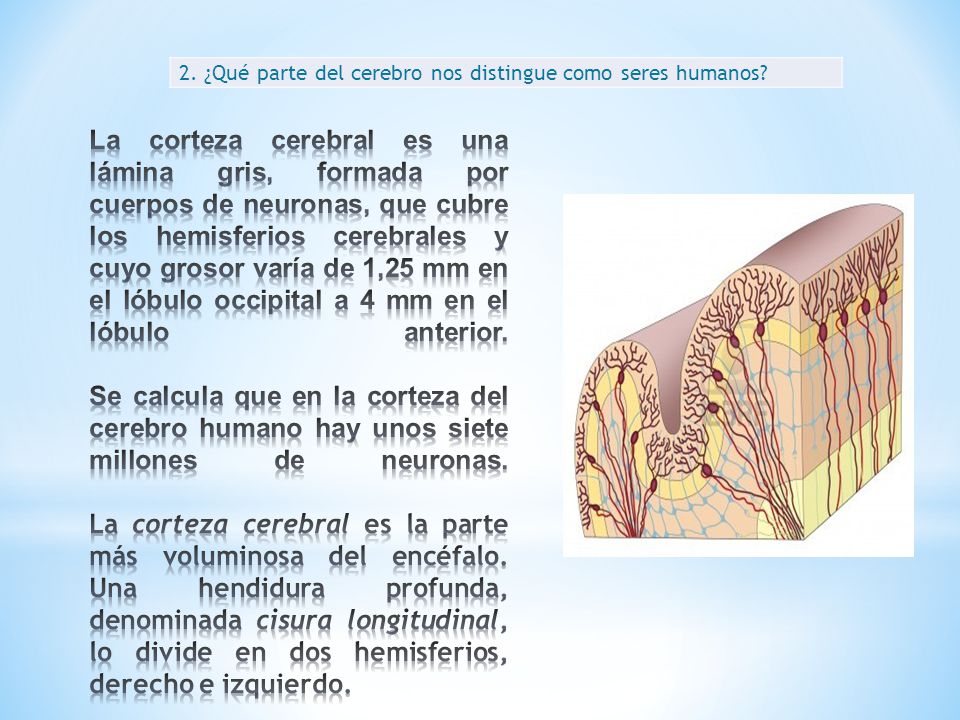 2. ¿Qué parte del cerebro nos distingue como seres humanos