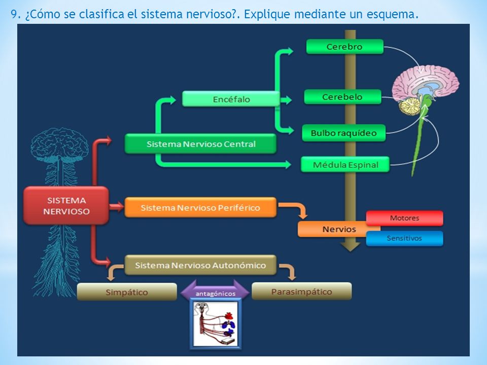 9. ¿Cómo se clasifica el sistema nervioso . Explique mediante un esquema.