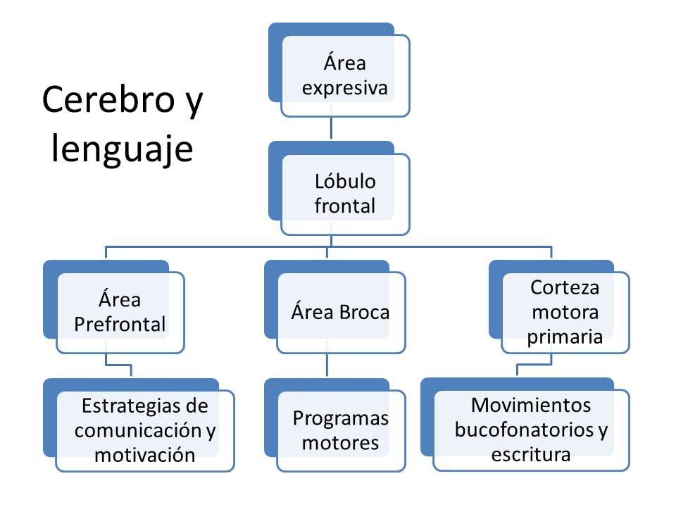 Cerebro y lenguaje Área expresiva Lóbulo frontal Área Prefrontal