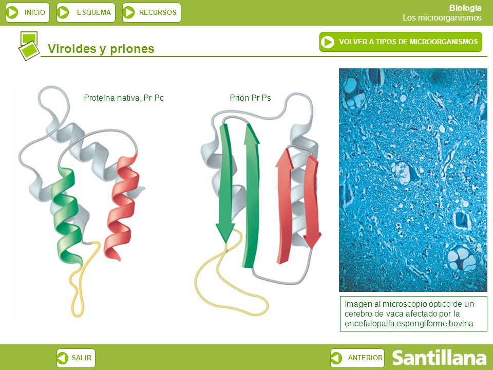 Viroides y priones Proteína nativa, Pr Pc Prión Pr Ps