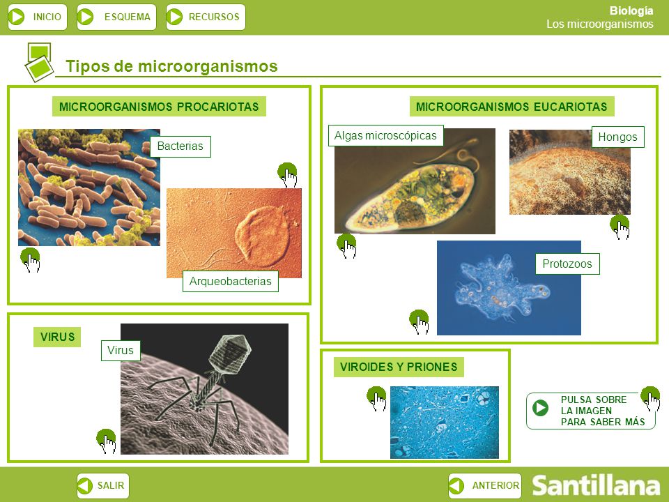 MICROORGANISMOS PROCARIOTAS MICROORGANISMOS EUCARIOTAS