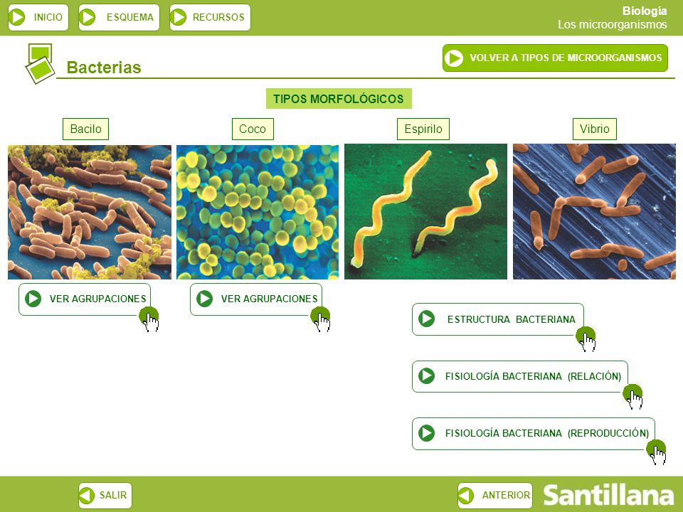 Bacterias TIPOS MORFOLÓGICOS Bacilo Coco Espirilo Vibrio