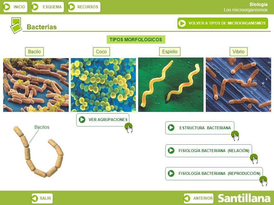 Bacterias TIPOS MORFOLÓGICOS Bacilo Coco Espirilo Vibrio Bacilos