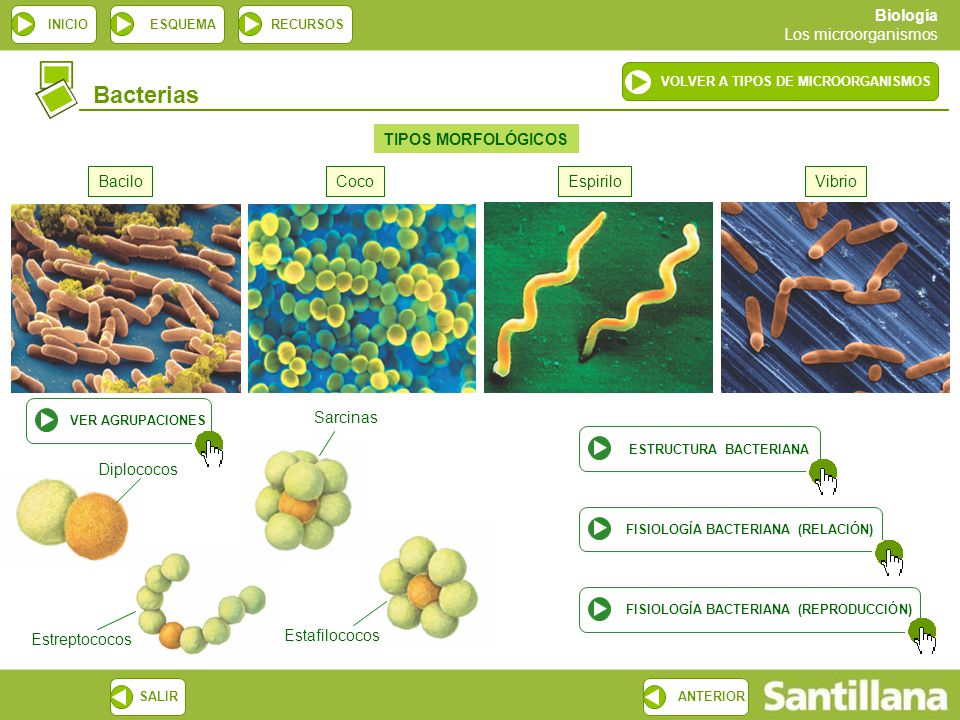Bacterias TIPOS MORFOLÓGICOS Bacilo Coco Espirilo Vibrio Sarcinas