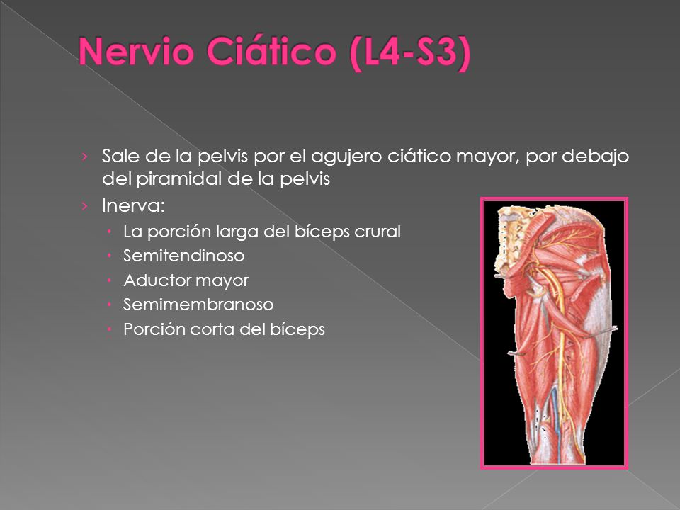 Nervio Ciático (L4-S3) Sale de la pelvis por el agujero ciático mayor, por debajo del piramidal de la pelvis.