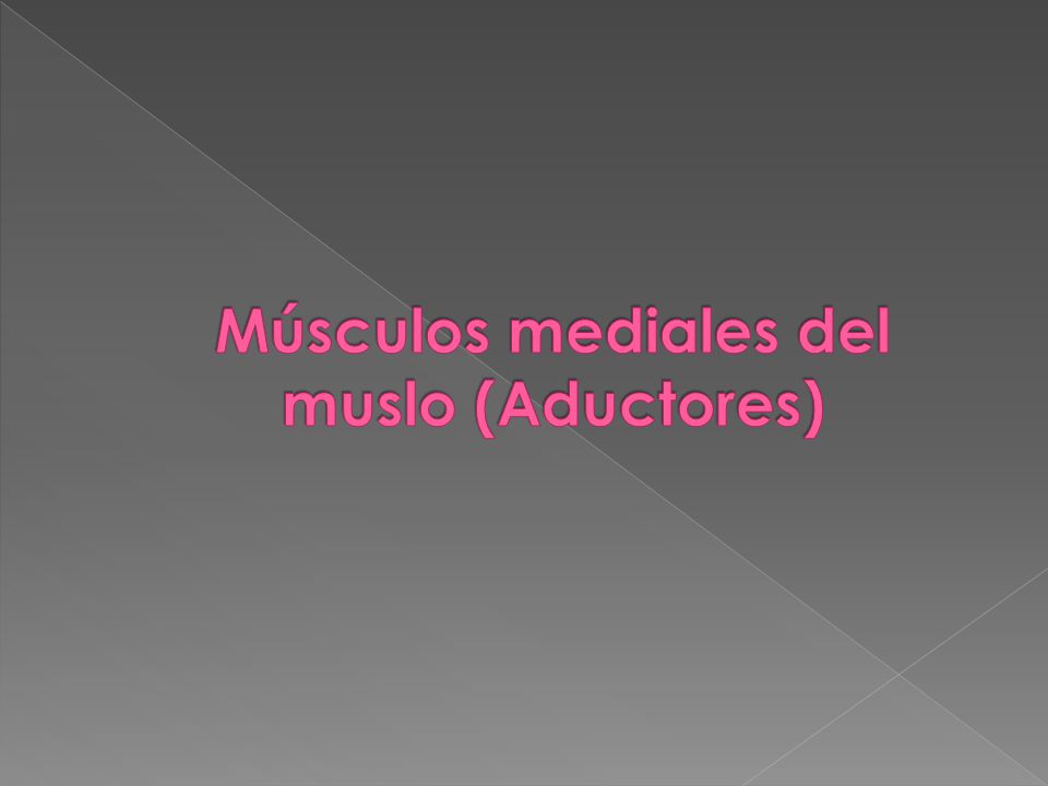 Músculos mediales del muslo (Aductores)