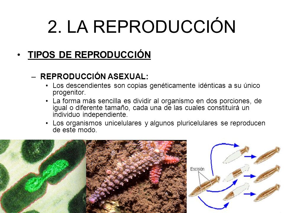 2. LA REPRODUCCIÓN TIPOS DE REPRODUCCIÓN REPRODUCCIÓN ASEXUAL: