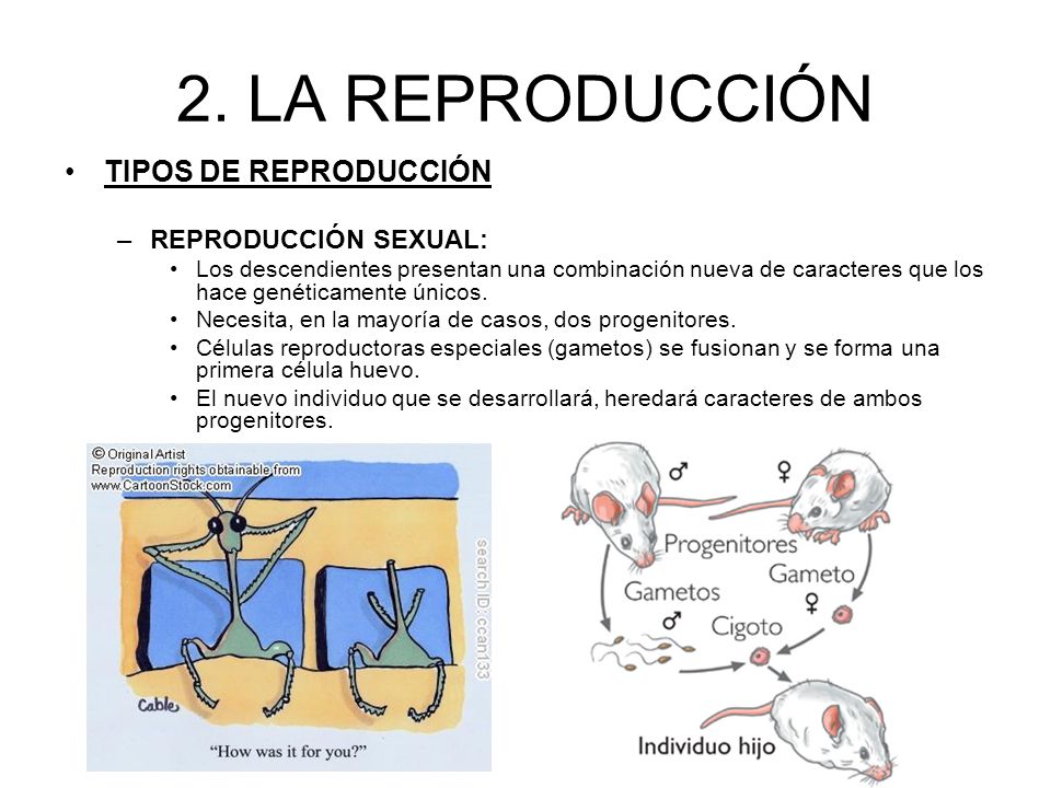 2. LA REPRODUCCIÓN TIPOS DE REPRODUCCIÓN REPRODUCCIÓN SEXUAL: