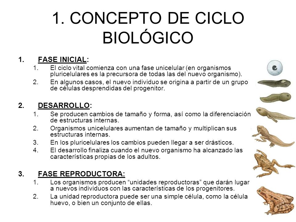 1. CONCEPTO DE CICLO BIOLÓGICO