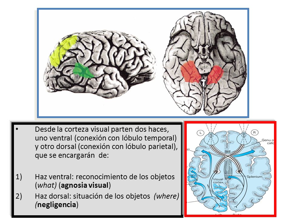 Desde la corteza visual parten dos haces, uno ventral (conexión con lóbulo temporal) y otro dorsal (conexión con lóbulo parietal), que se encargarán de: