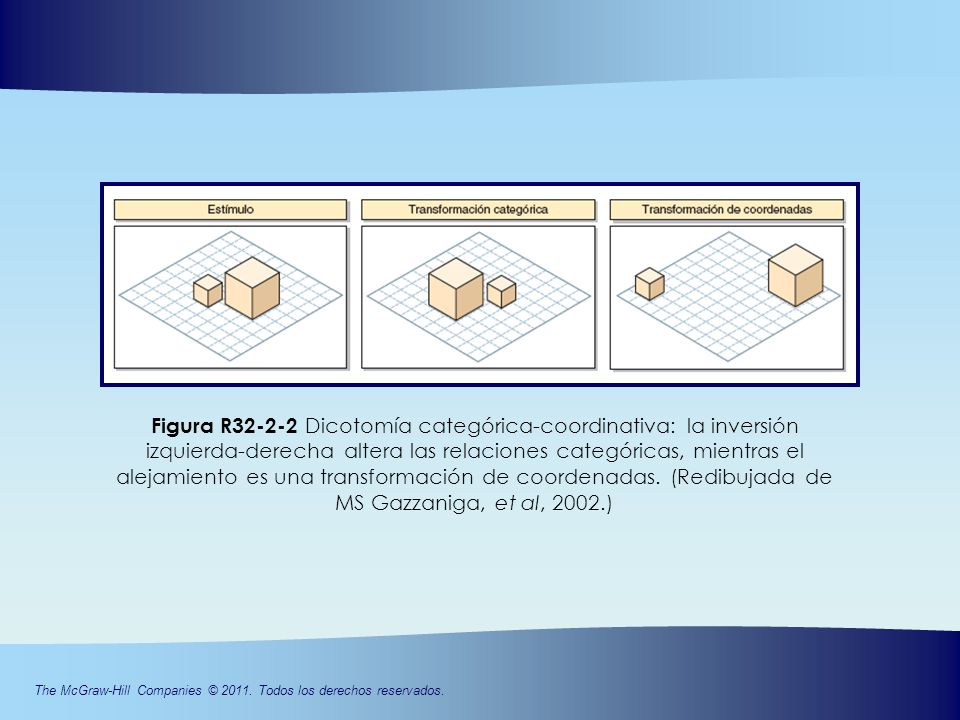 Figura R Dicotomía categórica-coordinativa: la inversión izquierda-derecha altera las relaciones categóricas, mientras el alejamiento es una transformación de coordenadas.