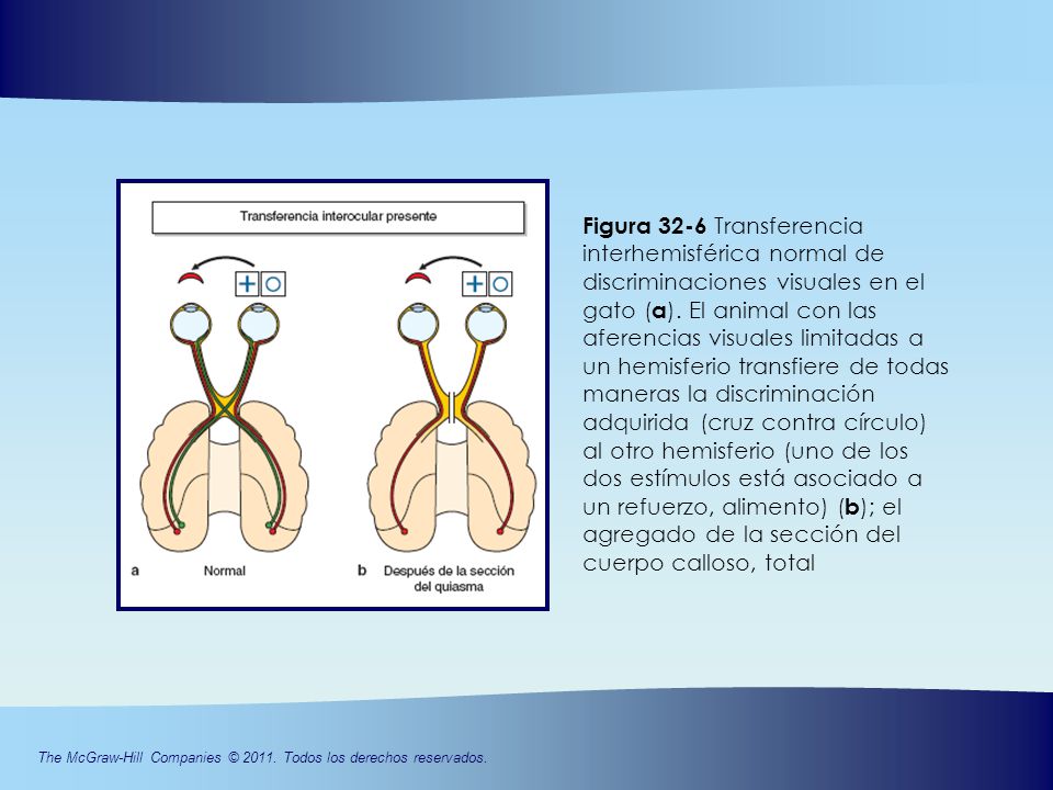 Figura 32-6 Transferencia interhemisférica normal de discriminaciones visuales en el gato (a).