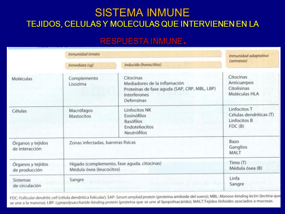 SISTEMA INMUNE TEJIDOS, CELULAS Y MOLECULAS QUE INTERVIENEN EN LA RESPUESTA INMUNE.