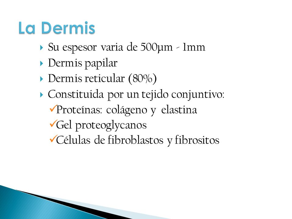 La Dermis Su espesor varia de 500µm - 1mm Dermis papilar