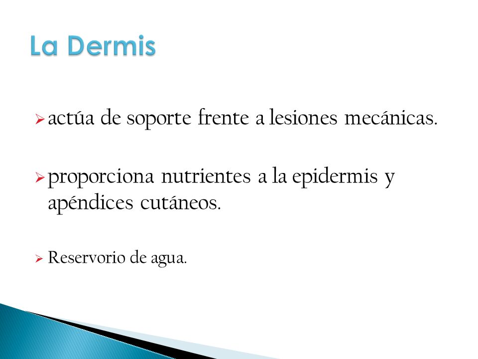 La Dermis actúa de soporte frente a lesiones mecánicas.