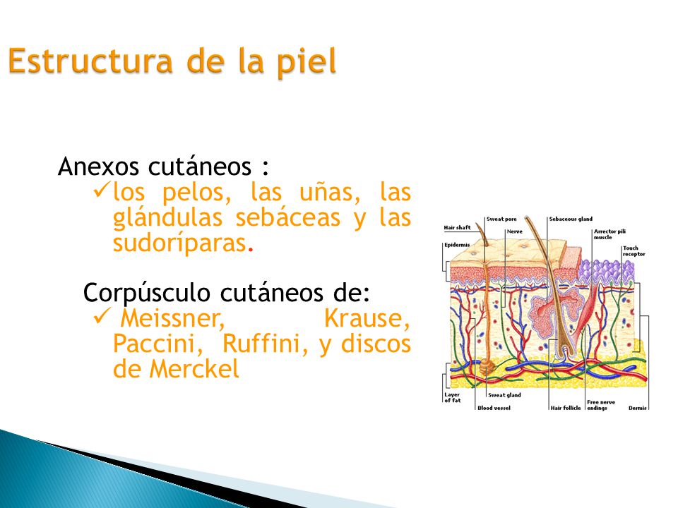 Estructura de la piel Anexos cutáneos :